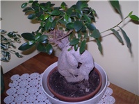 7c0f4d4f-Picture 1001.jpg